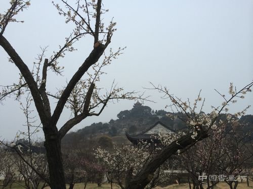 江南访梅｜从吴湖帆“梅景书屋图”看历代文人赏梅、写梅