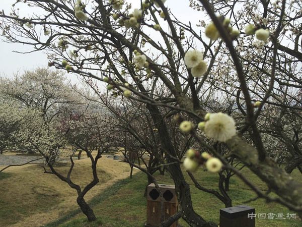 江南访梅｜从吴湖帆“梅景书屋图”看历代文人赏梅、写梅
