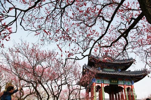 江南访梅｜从吴湖帆“梅景书屋图”看历代文人赏梅、写梅
